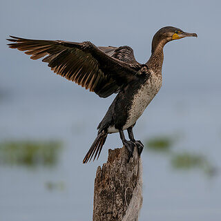 Lake Naivasha - White-breasted cormorant
